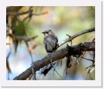 Bohemian waxwing_Tilhi * 2575 x 2174 * (2.84MB)